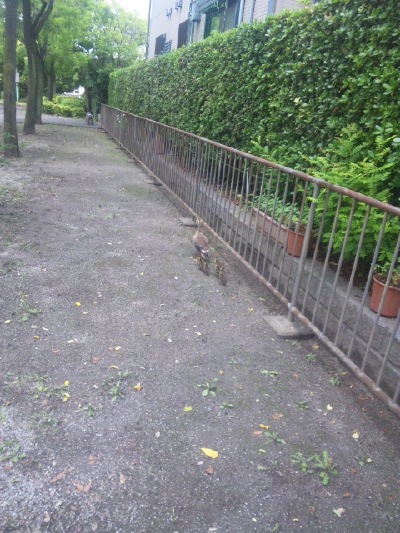 カルガモの散歩