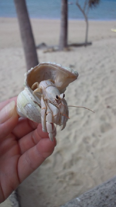 奄美大島、馬車山村、ヤドカリ