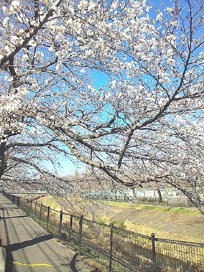 乞田川桜２０１３